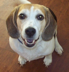 Beagle Dogs for adoption in Newfoundland, PA, USA