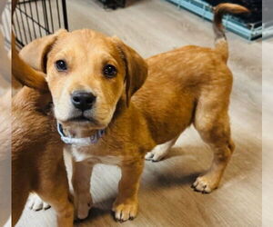 American Pit Bull Terrier-Great Pyrenees Mix Dogs for adoption in Claremore, OK, USA