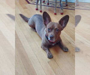 Chihuahua Dogs for adoption in Petaluma, CA, USA