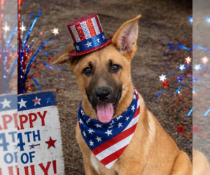 Mutt Dogs for adoption in Yardley, PA, USA