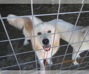 Anatolian Shepherd-Unknown Mix Dogs for adoption in Santa Rosa, CA, USA