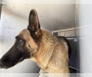 German Shepherd Dog Dogs for adoption in Bakersfield, CA, USA