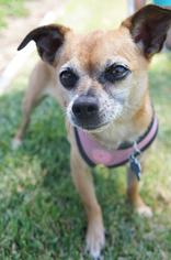 Chihuahua Dogs for adoption in San Diego, CA, USA