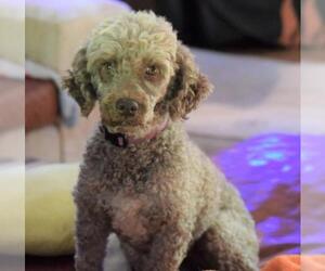 Poodle (Miniature) Dogs for adoption in Mooresville, NC, USA