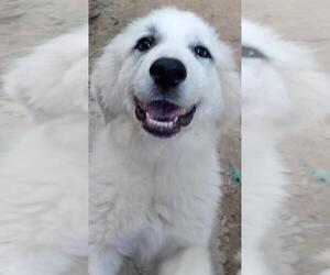 Great Pyrenees Dogs for adoption in Baileyton, AL, USA