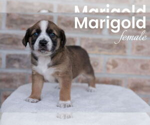 Australian Shepherd-Mountain Cur Mix Dogs for adoption in Monterey, VA, USA