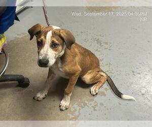 Black Mouth Cur-Treeing Walker Coonhound Mix Dogs for adoption in Ocala, FL, USA