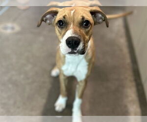 American Staffordshire Terrier-Unknown Mix Dogs for adoption in Tavares, FL, USA