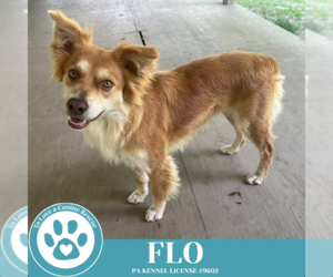 Australian Shepherd-Unknown Mix Dogs for adoption in Kimberton, PA, USA