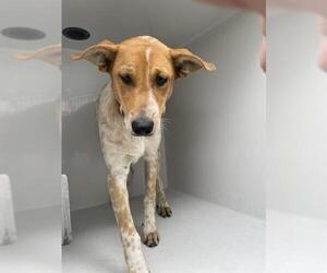 Catahoula Leopard Dog-Unknown Mix Dogs for adoption in Houston, TX, USA