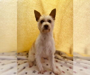 Mutt Dogs for adoption in Raleigh, NC, USA