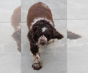 Cocker Spaniel Dogs for adoption in Knoxville, IA, USA
