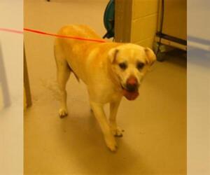 Labrador Retriever Dogs for adoption in Sanford, FL, USA