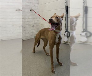 Mutt Dogs for adoption in San Bernardino, CA, USA