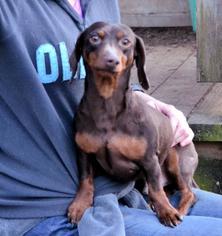 Dachshund Dogs for adoption in Rock Hill, SC, USA