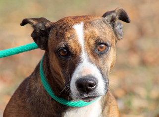 Pembroke Welsh Corgi Dogs for adoption in Sparta, TN, USA