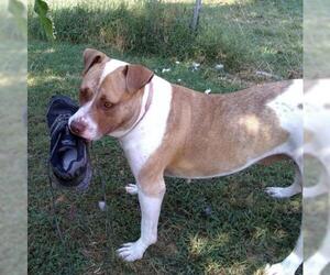 Bullboxer Pit Dogs for adoption in Chatham, VA, USA