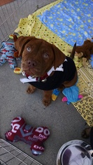 Medium Photo #1 American Pit Bull Terrier-Labrador Retriever Mix Puppy For Sale in Lake Arrowhead, CA, USA