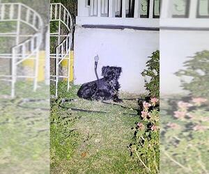 Miniature Schnauzer-Unknown Mix Dogs for adoption in San Antonio, TX, USA