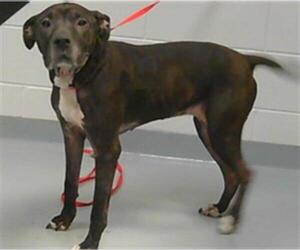 American Pit Bull Terrier-Unknown Mix Dogs for adoption in St. Cloud, FL, USA