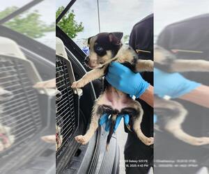 Huskies -Unknown Mix Dogs for adoption in San Antonio, TX, USA