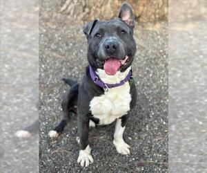 Mutt Dogs for adoption in Woodland, CA, USA