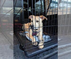 Golden Labrador Dogs for adoption in New Hampton, NY, USA