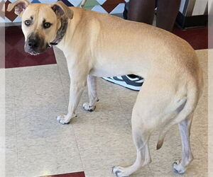 Black Mouth Cur-Unknown Mix Dogs for adoption in Plano, TX, USA