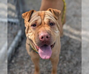 Chinese Shar-Pei Dogs for adoption in Long Beach, CA, USA