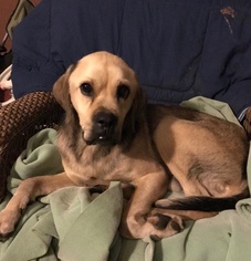 Labrador Retriever Dogs for adoption in Pottstown, PA, USA