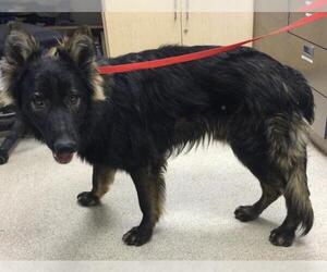 German Shepherd Dog Dogs for adoption in Riverside, CA, USA