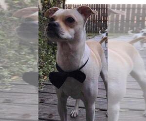 Chug Dogs for adoption in Dallas, TX, USA