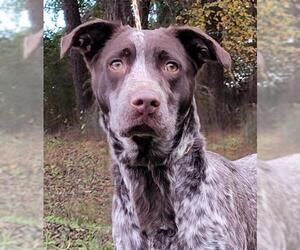 German Shorthaired Lab Dogs for adoption in Wetumpka, AL, USA