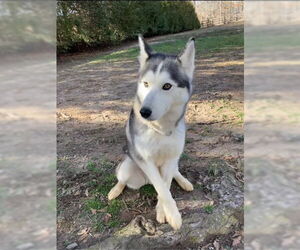 Siberian Husky Dogs for adoption in Cumming, GA, USA