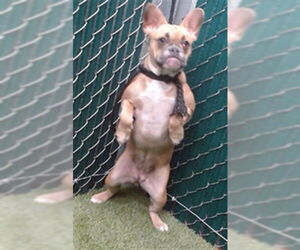 French Bulldog Dogs for adoption in Downey, CA, USA