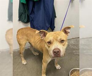 Boxer-Carolina Dog Mix Dogs for adoption in Rosenberg, TX, USA