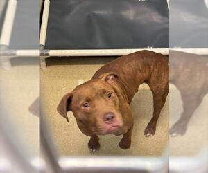 American Staffordshire Terrier-Unknown Mix Dogs for adoption in Grand Prairie, TX, USA
