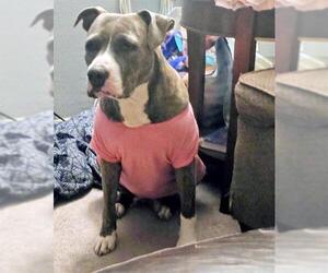 American Staffordshire Terrier Dogs for adoption in San Antonio, TX, USA