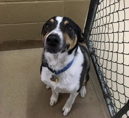 Australian Shepherd-Unknown Mix Dogs for adoption in Canon City, CO, USA