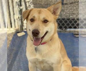 Labrador Retriever-Unknown Mix Dogs for adoption in San Diego, CA, USA