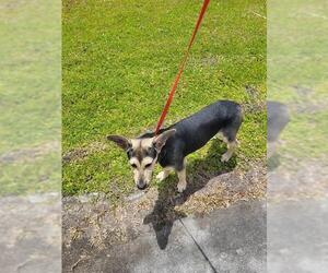 German Shepherd Dog-Unknown Mix Dogs for adoption in St. Cloud, FL, USA