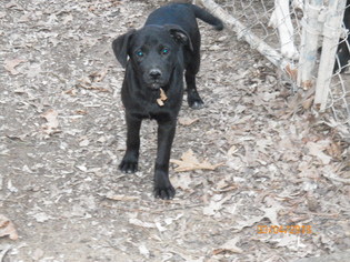 Medium Photo #1 Labrador Retriever-Unknown Mix Puppy For Sale in Hull, MA, USA