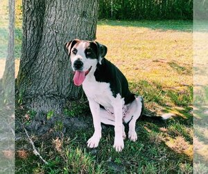 Mutt Dogs for adoption in Carrollton , VA, USA