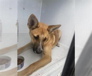 German Shepherd Dog Dogs for adoption in Houston, TX, USA