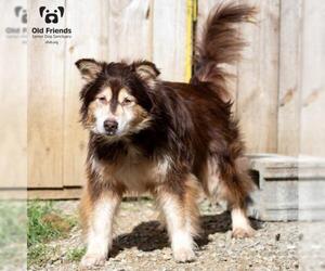 Australian Shepherd-Huskies  Mix Dogs for adoption in Mount Juliet, TN, USA