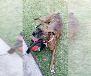 Boxer Dogs for adoption in Pasadena, TX, USA