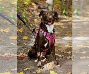 Borador Dogs for adoption in St. Louis Park, MN, USA