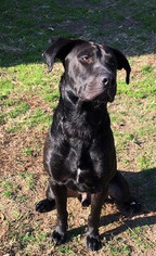 Labrador Retriever Dogs for adoption in Annandale, VA, USA