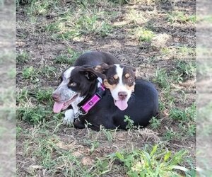 Basschshund Dogs for adoption in Pleasanton, TX, USA