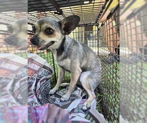 Chihuahua-Unknown Mix Dogs for adoption in San Antonio, TX, USA